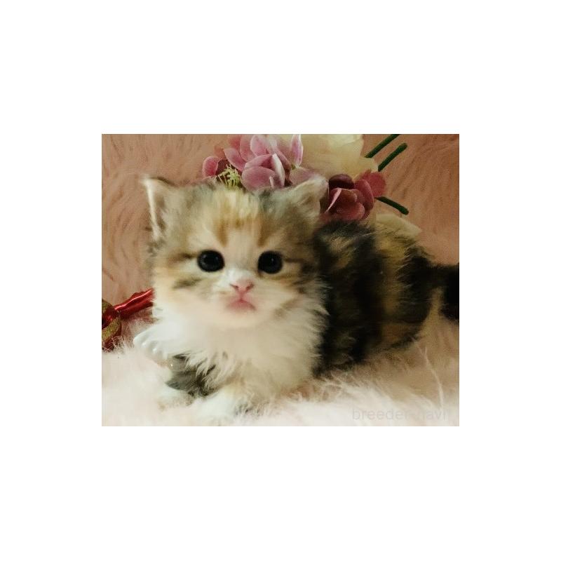 販売中の茨城県のスコティッシュフォールド-130051の3枚目