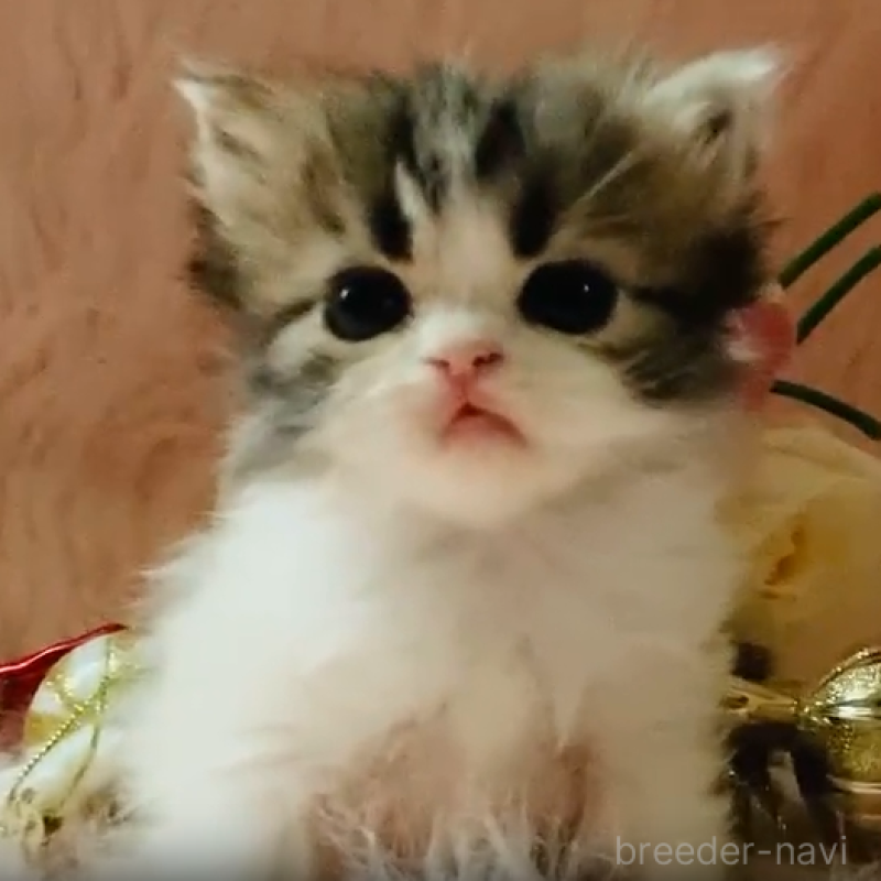 販売中の茨城県のスコティッシュフォールド-130053の1枚目