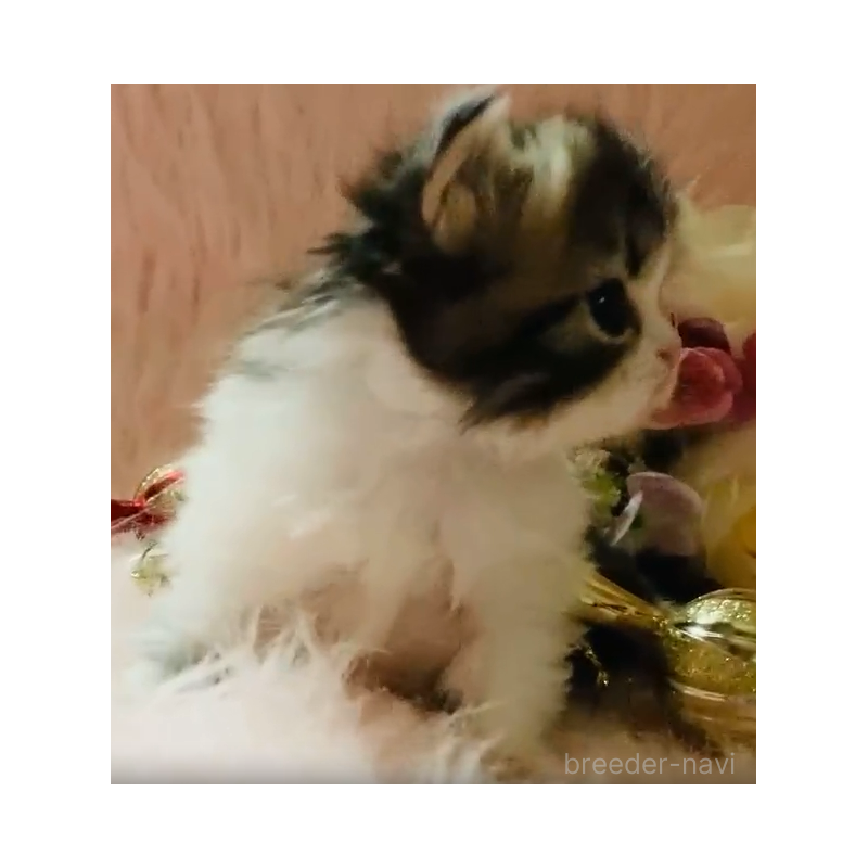 販売中の茨城県のスコティッシュフォールド-130053の3枚目