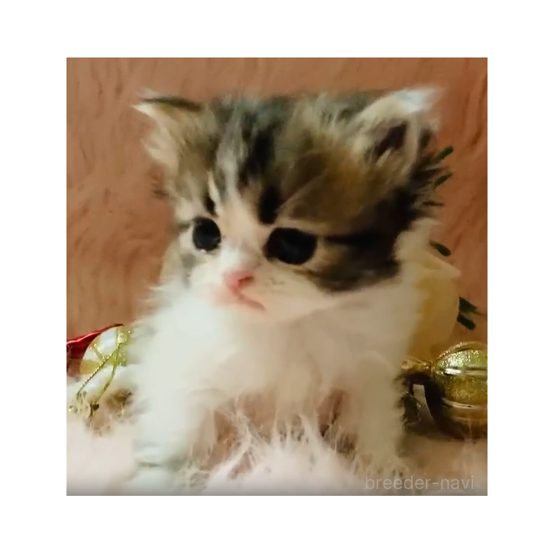 販売中の茨城県のスコティッシュフォールド-130053の2枚目