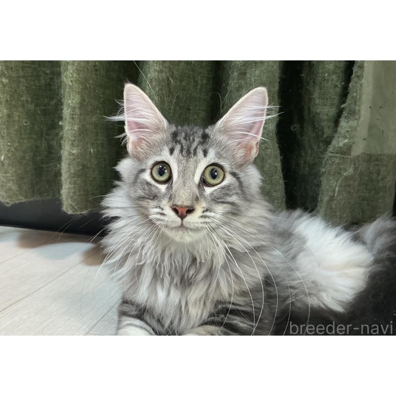 販売中の群馬県のメインクーン-130054の5枚目