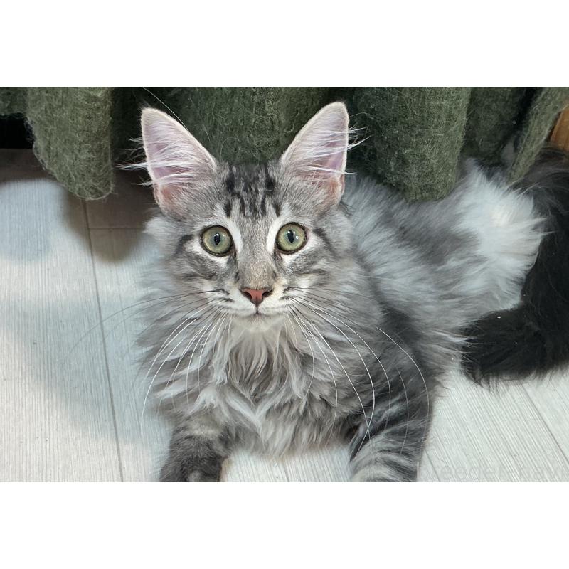 販売中の群馬県のメインクーン-130054の4枚目