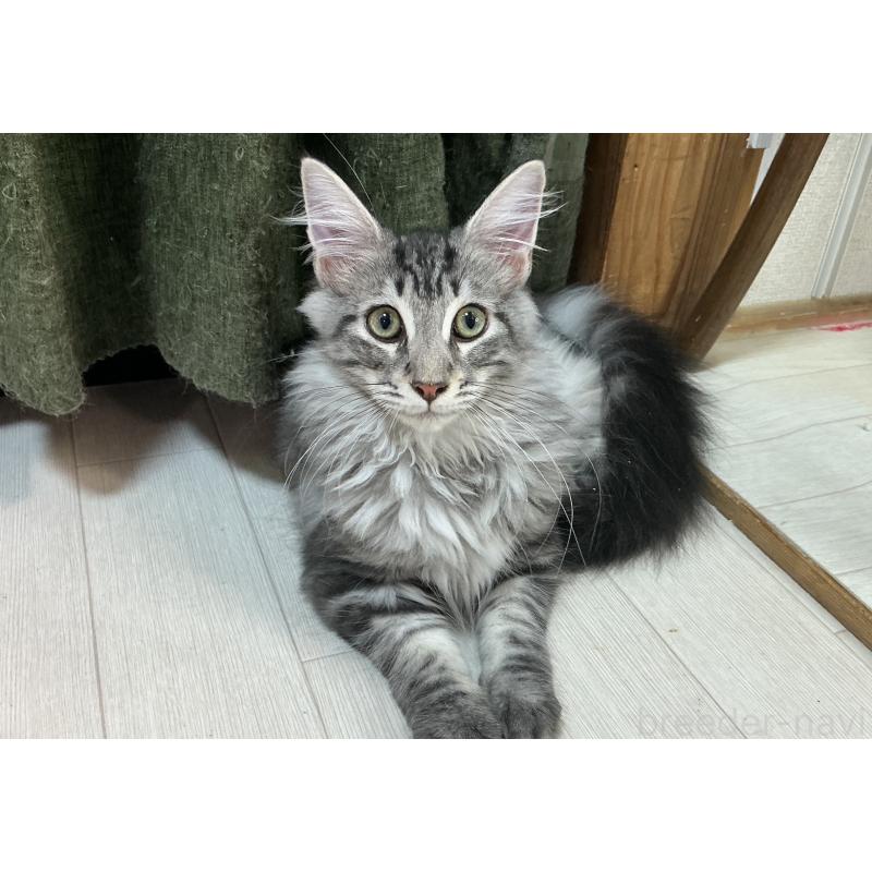 販売中の群馬県のメインクーン-130054の3枚目