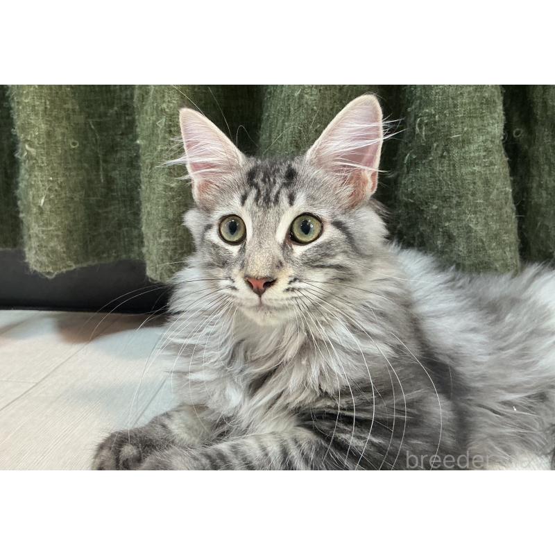 販売中の群馬県のメインクーン-130054の2枚目