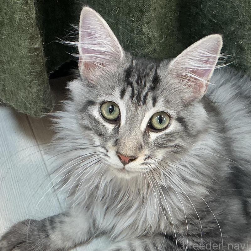 販売中の群馬県のメインクーン-130054の1枚目