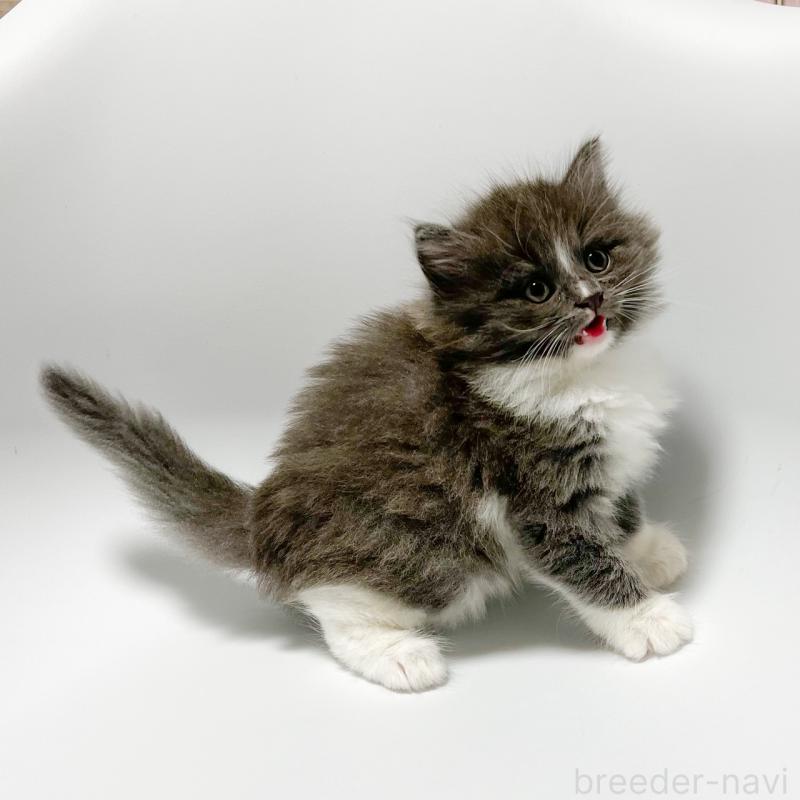 販売中の福岡県のノルウェージャンフォレストキャット-130056の3枚目