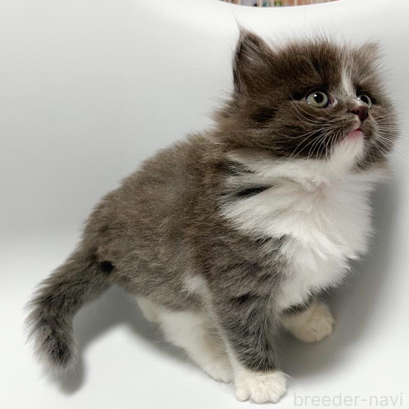 販売中の福岡県のノルウェージャンフォレストキャット-130056