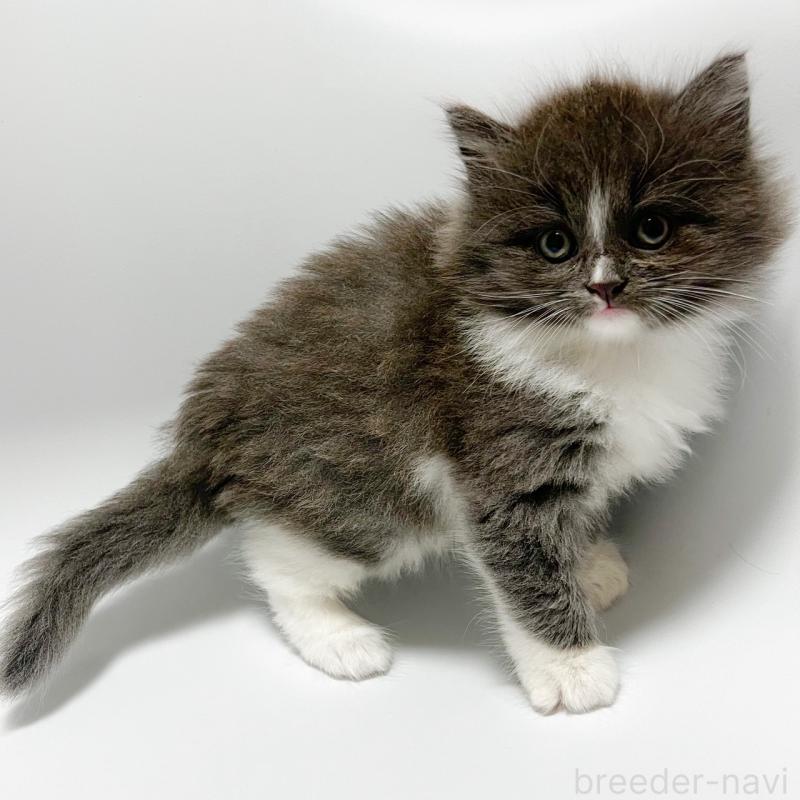 販売中の福岡県のノルウェージャンフォレストキャット-130056の2枚目