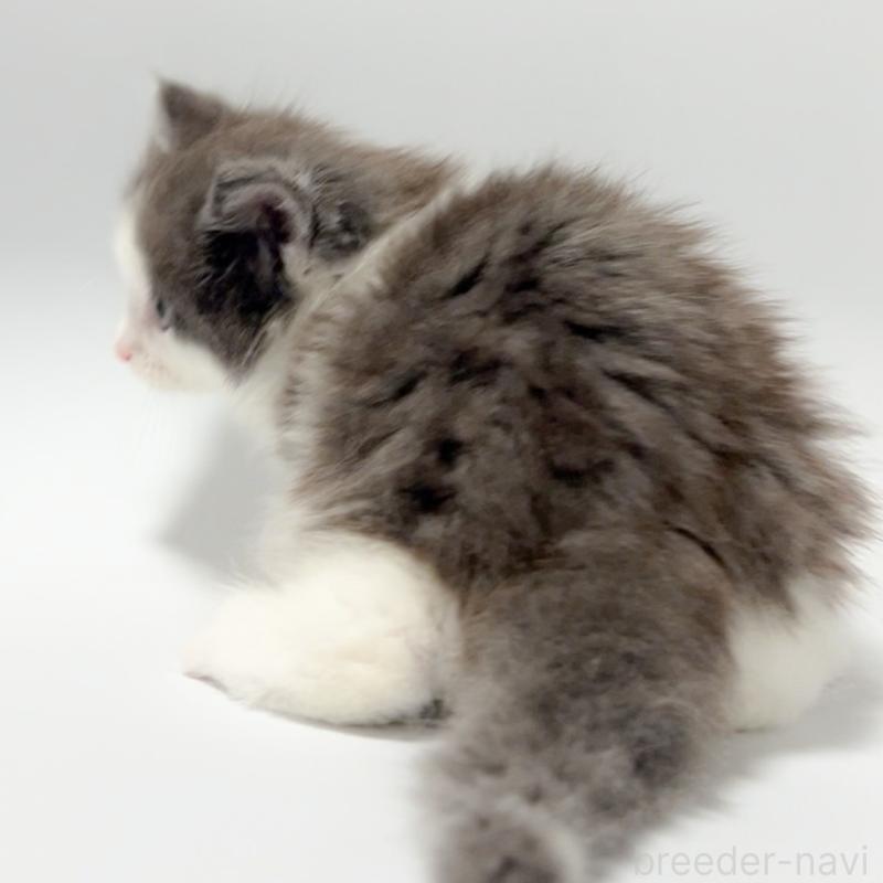 販売中の福岡県のノルウェージャンフォレストキャット-130057の3枚目