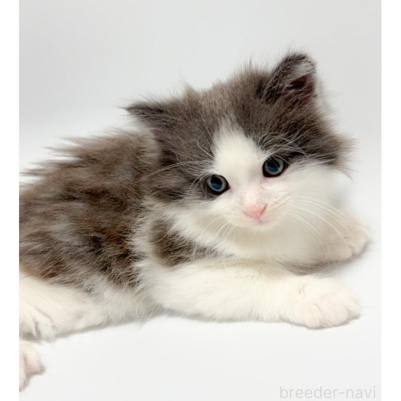 販売中の福岡県のノルウェージャンフォレストキャット-130057の2枚目