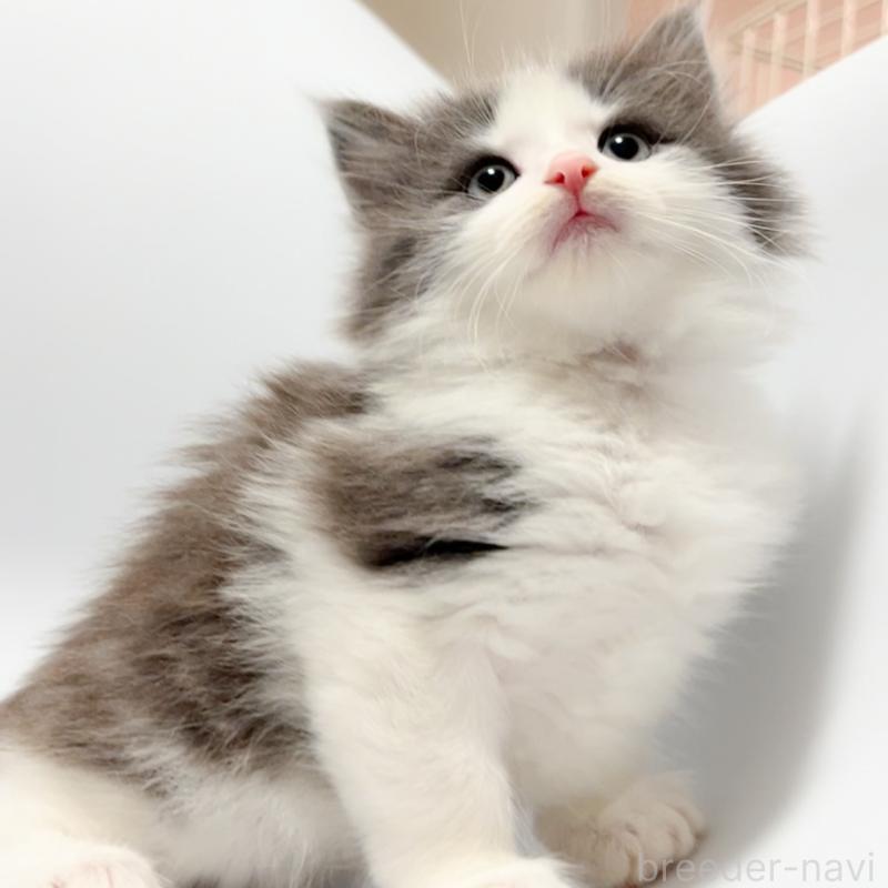 販売中の福岡県のノルウェージャンフォレストキャット-130057の1枚目