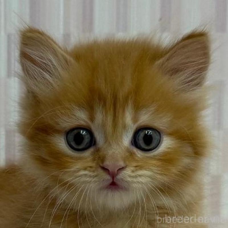 販売中の千葉県のマンチカン(短足)-130059の1枚目