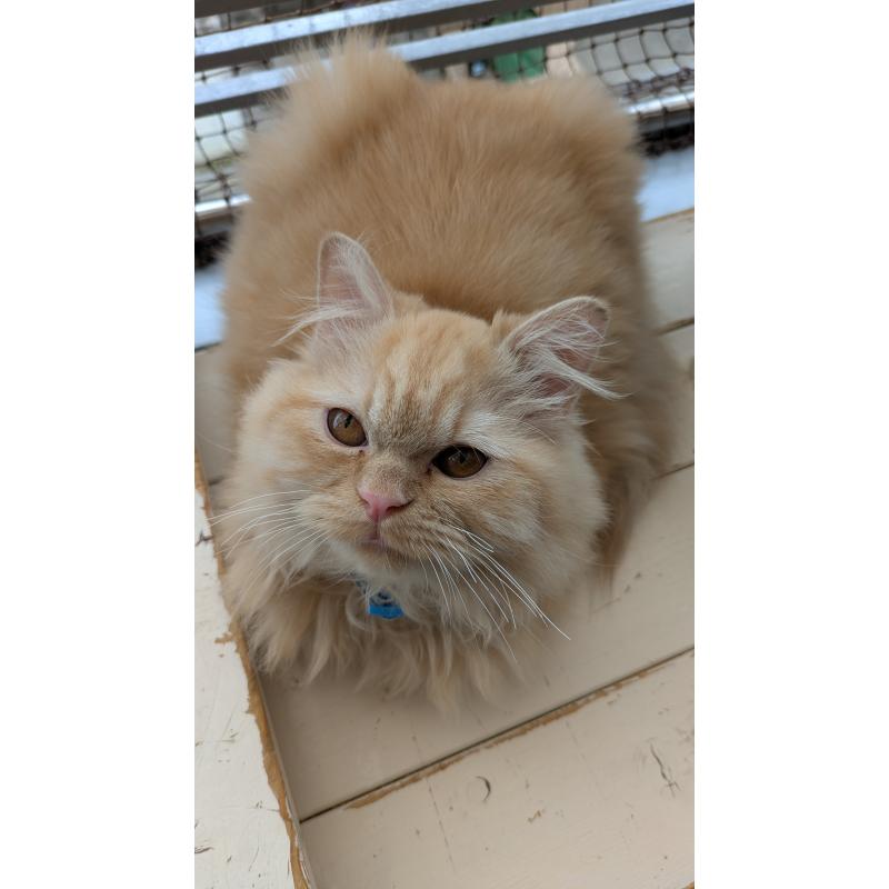 販売中の大阪府のミヌエット-120053の3枚目