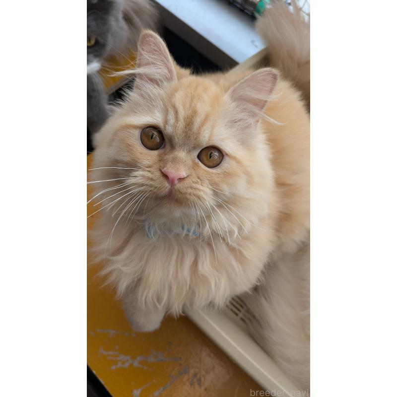 販売中ののミヌエット-120053