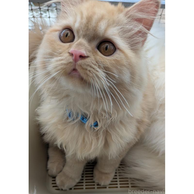 販売中の大阪府のミヌエット-120053の2枚目