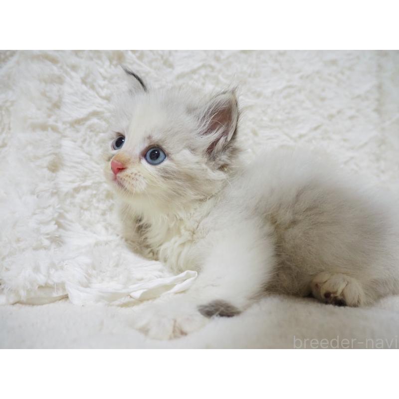 販売中の大阪府のサイベリアン-128641の7枚目