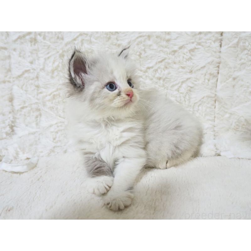 販売中の大阪府のサイベリアン-128641の6枚目