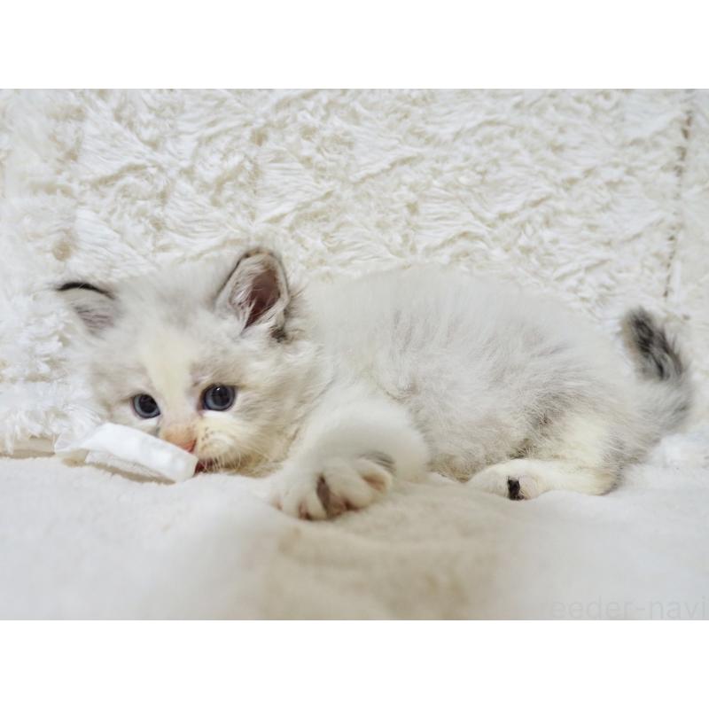 販売中の大阪府のサイベリアン-128641の5枚目