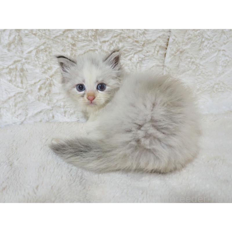 販売中の大阪府のサイベリアン-128641の4枚目