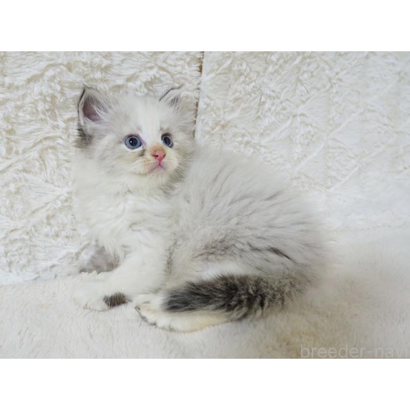 販売中の大阪府のサイベリアン-128641の3枚目