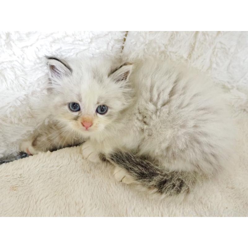 販売中の大阪府のサイベリアン-128641の2枚目