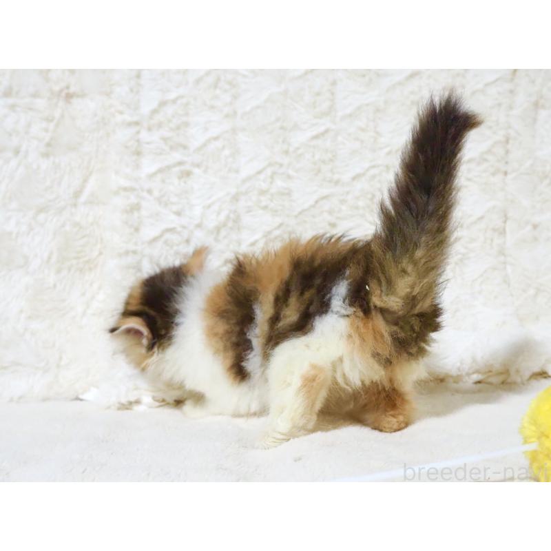 商談中の大阪府のサイベリアン-128642の8枚目