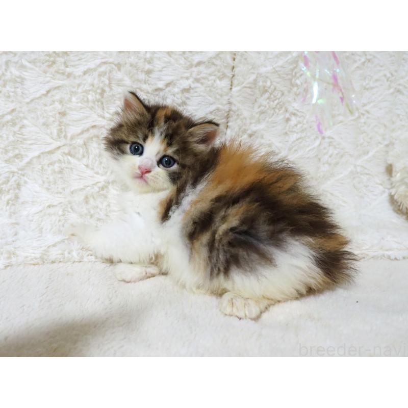 商談中の大阪府のサイベリアン-128642の6枚目