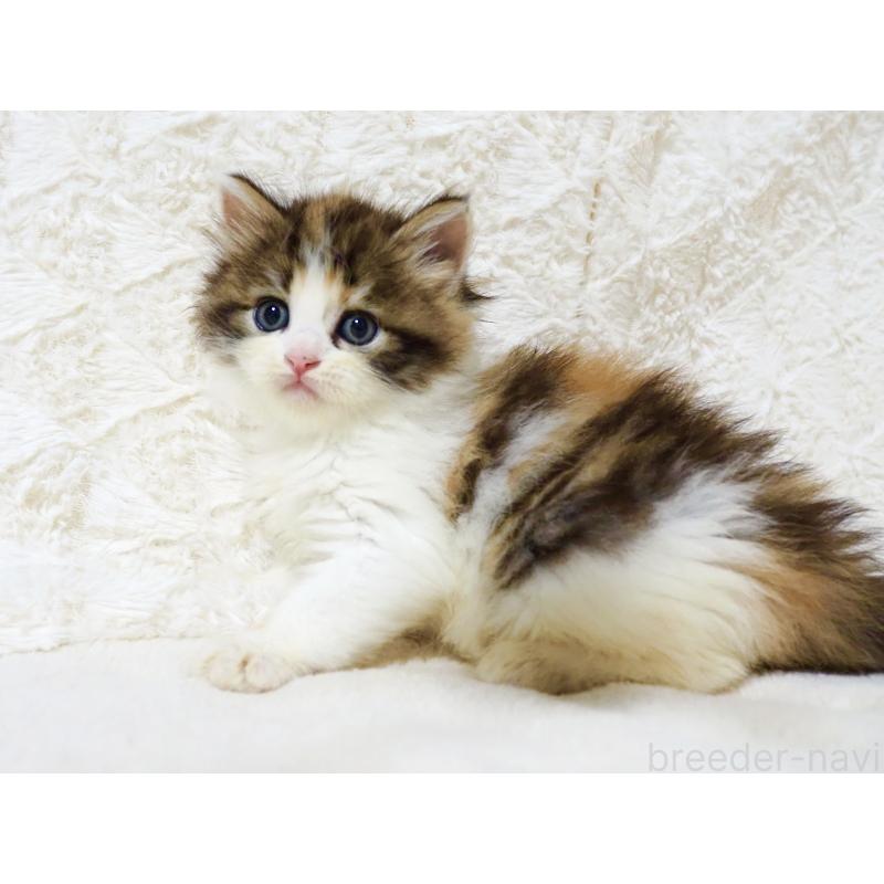 商談中の大阪府のサイベリアン-128642の5枚目