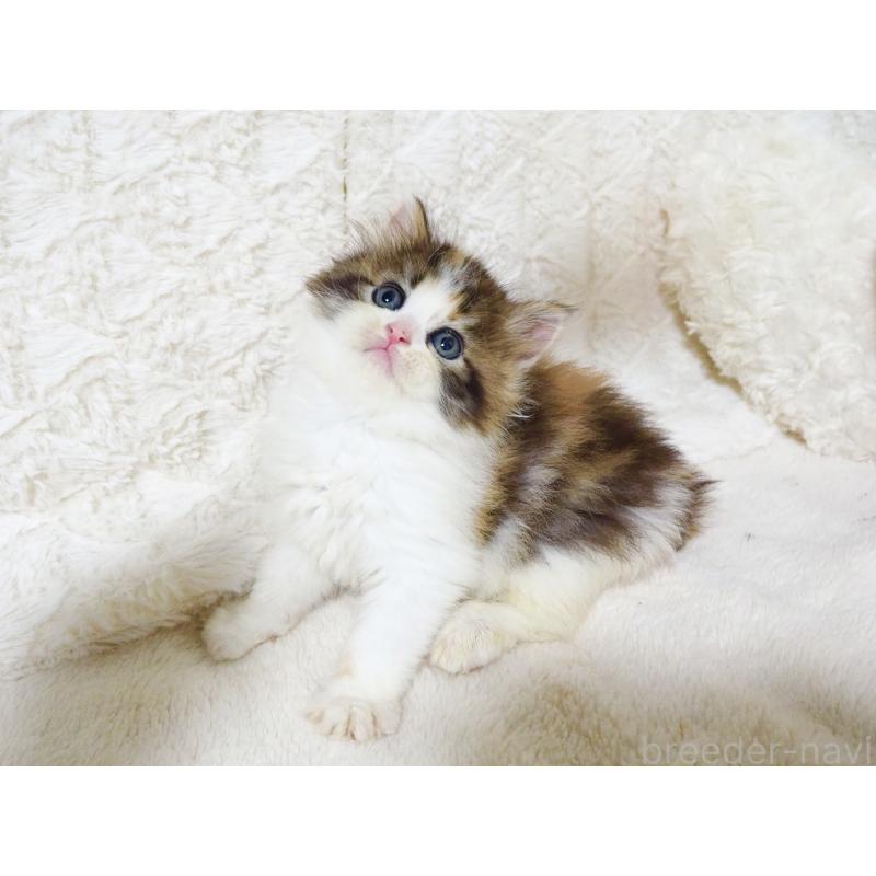 商談中の大阪府のサイベリアン-128642の4枚目