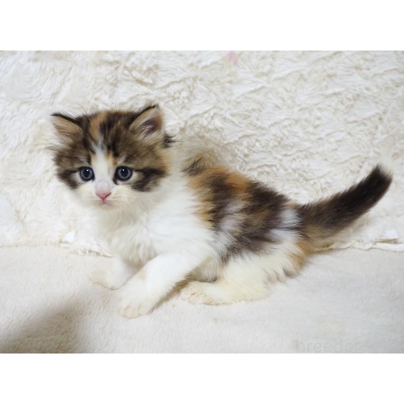 商談中の大阪府のサイベリアン-128642の3枚目