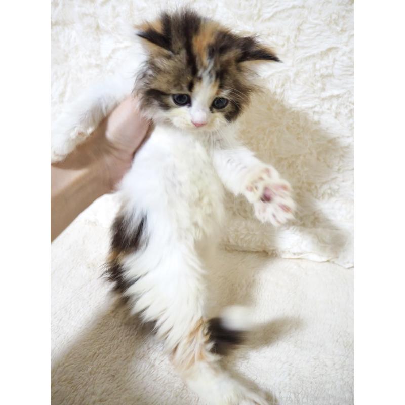 商談中の大阪府のサイベリアン-128642の2枚目