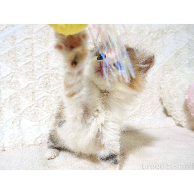 販売中の大阪府のサイベリアン-128643の7枚目