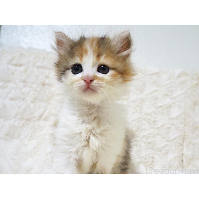 販売中の大阪府のサイベリアン-128643の6枚目