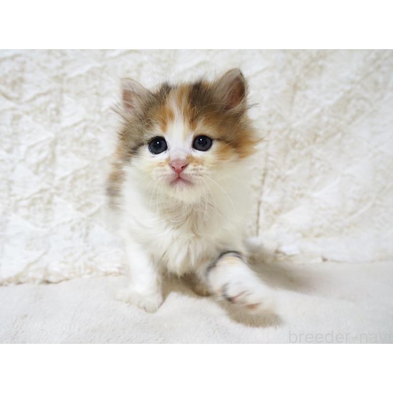 販売中の大阪府のサイベリアン-128643の5枚目