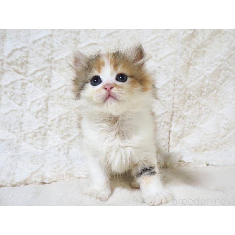 販売中の大阪府のサイベリアン-128643の4枚目