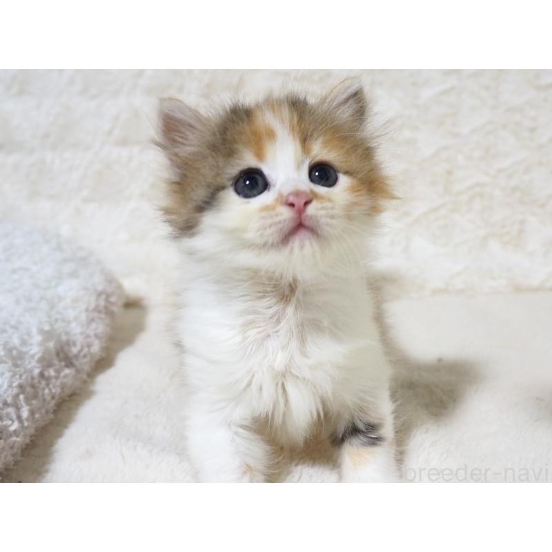 販売中の大阪府のサイベリアン-128643の3枚目