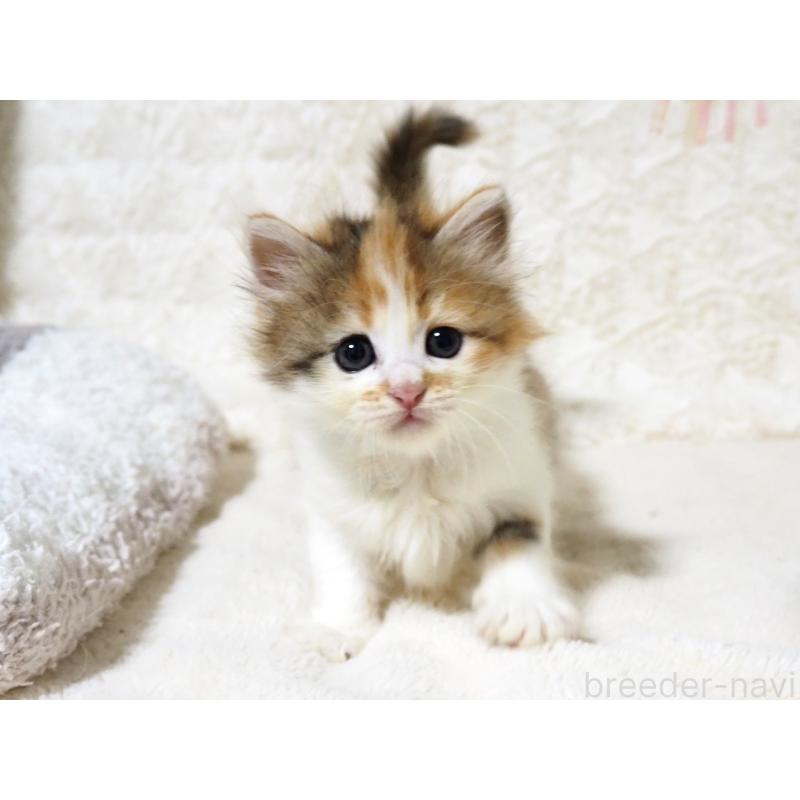 販売中の大阪府のサイベリアン-128643の2枚目