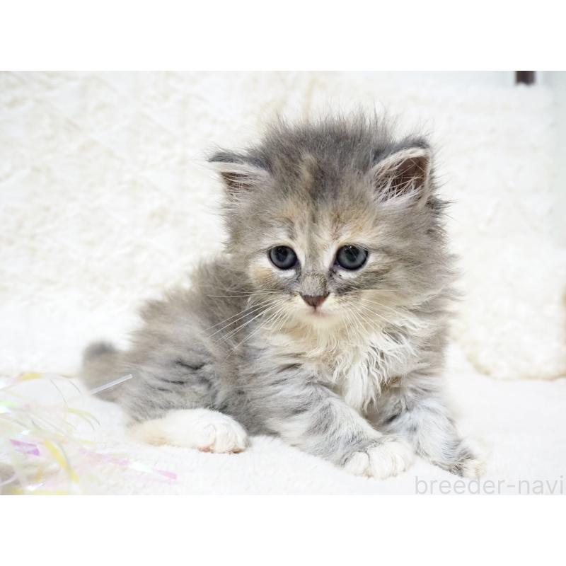 販売中の大阪府のサイベリアン-128644の8枚目