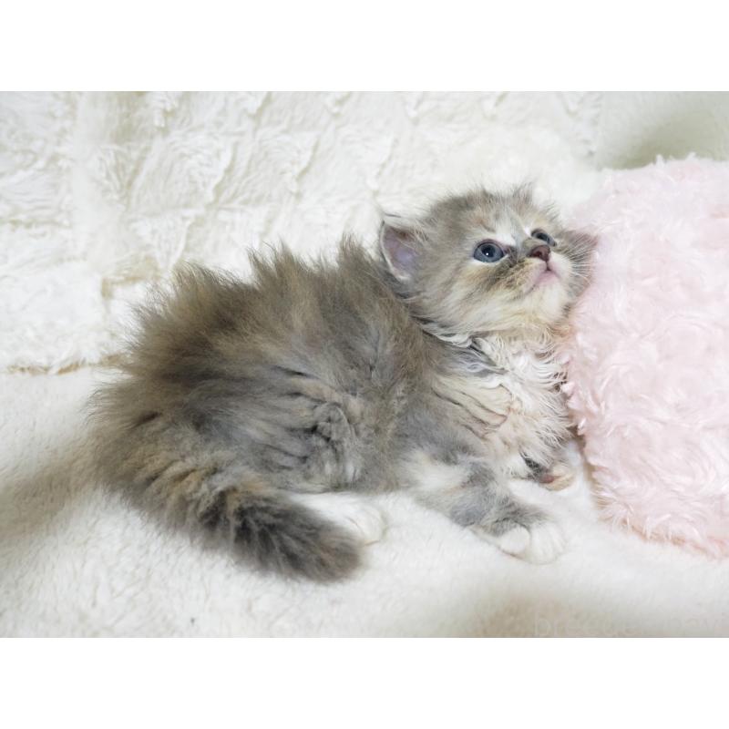 販売中の大阪府のサイベリアン-128644の7枚目