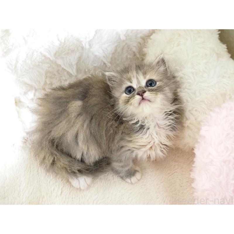 販売中の大阪府のサイベリアン-128644の4枚目