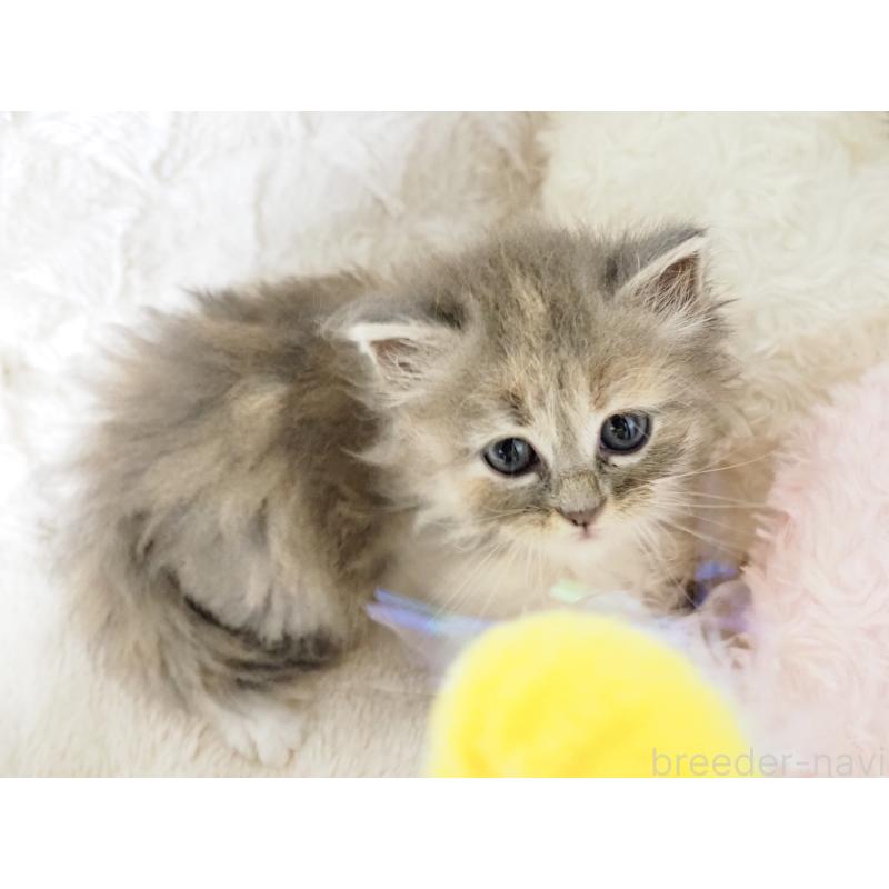 販売中の大阪府のサイベリアン-128644の3枚目