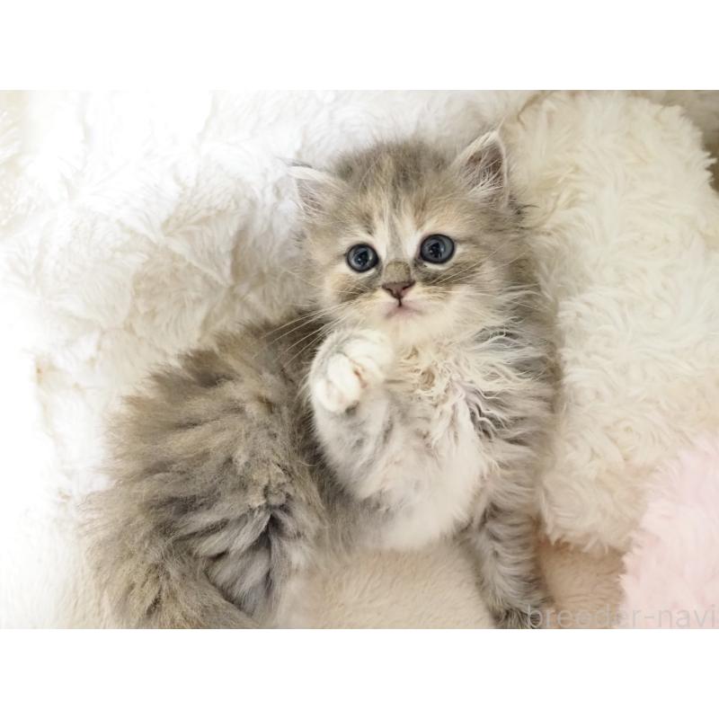 販売中の大阪府のサイベリアン-128644の2枚目