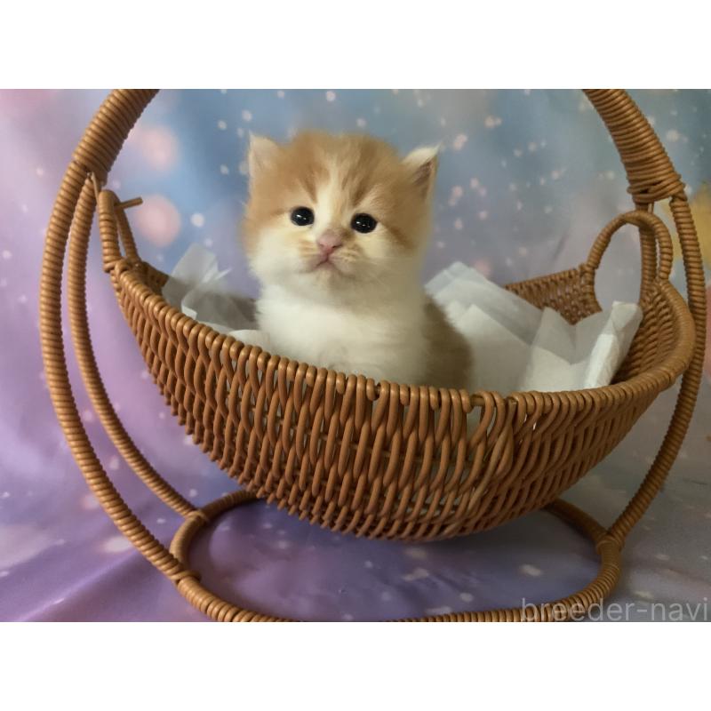 成約済の大阪府のスコティッシュフォールド-129977の2枚目