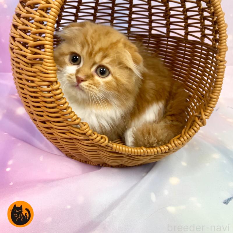 成約済の大阪府のスコティッシュフォールド(折れ耳)-128215の1枚目