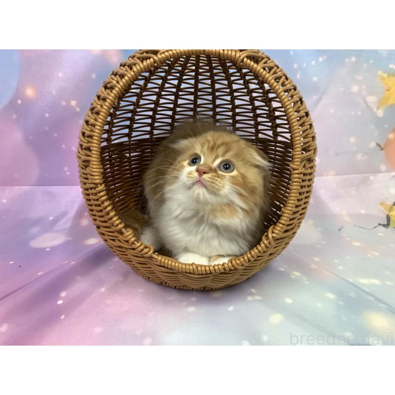 成約済の大阪府のスコティッシュフォールド(折れ耳)-128215の2枚目