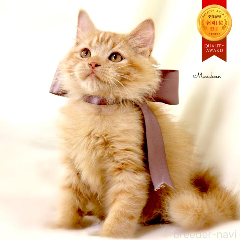 販売中の栃木県のマンチカン-127027の1枚目