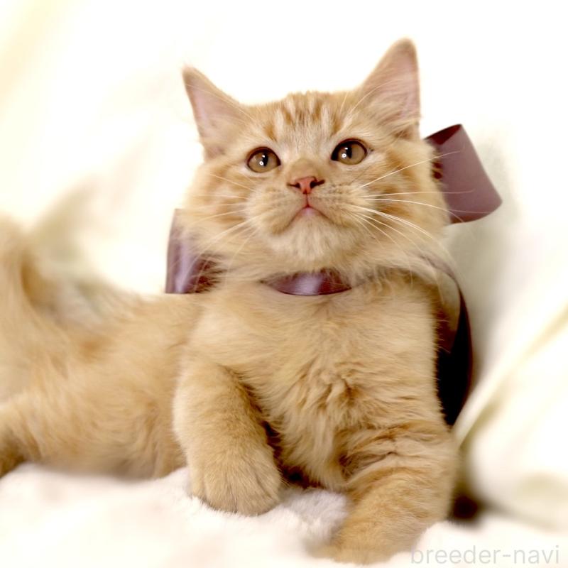 販売中の栃木県のマンチカン-127027の10枚目