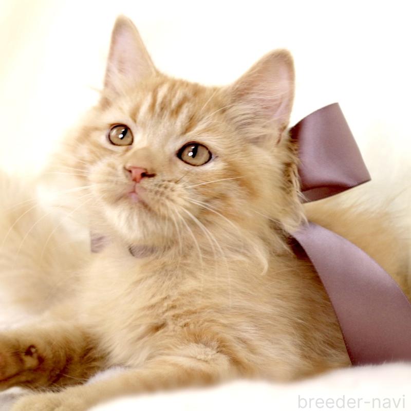 販売中の栃木県のマンチカン-127027の9枚目