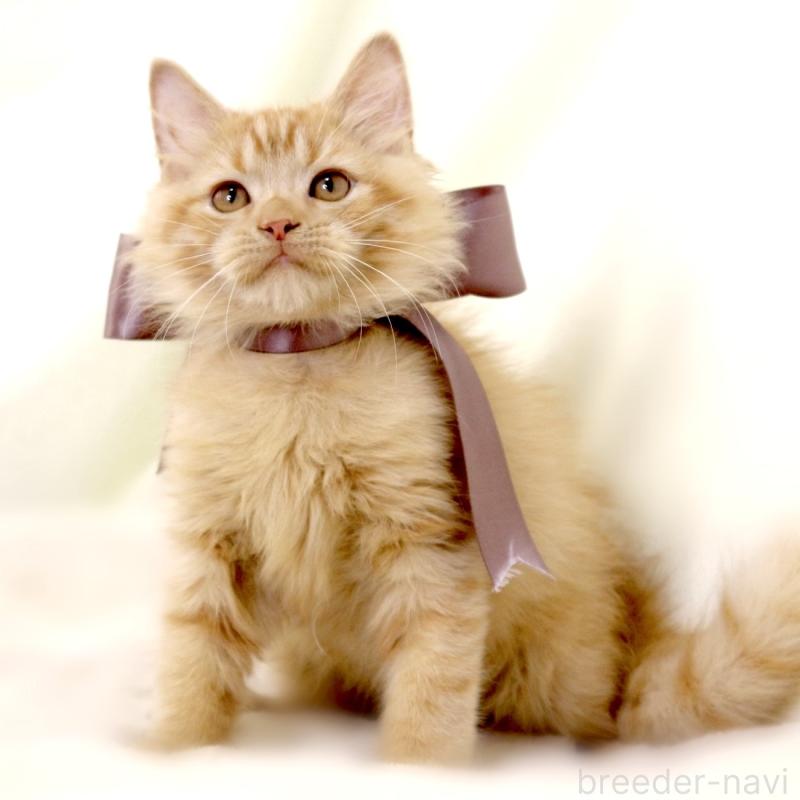 販売中の栃木県のマンチカン-127027の8枚目