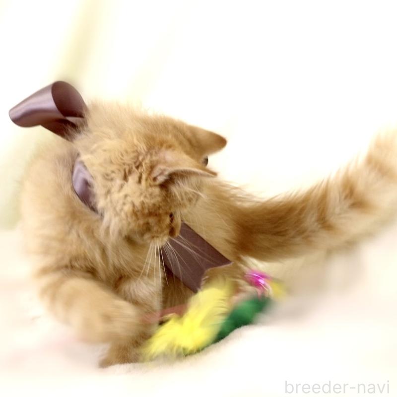 販売中の栃木県のマンチカン-127027の7枚目